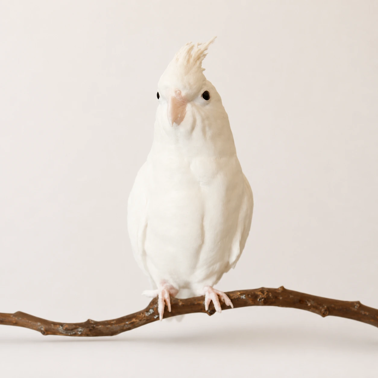 White cockatiel custom figurine